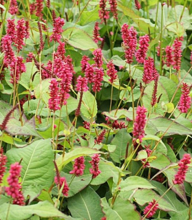 Persicaria amplexicaulis 'Taurus'